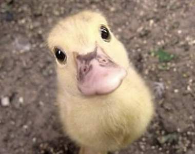 激萌《專門分享鴨寶寶的推特》這推特除了鴨寶寶外還是鴨寶寶