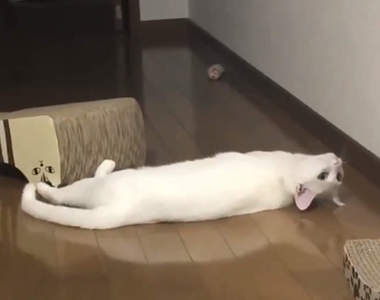 恐怖《貓的奇行》全身僵直盯著前方不動的貓咪，到底是看到了什麼... (⊙＿⊙)