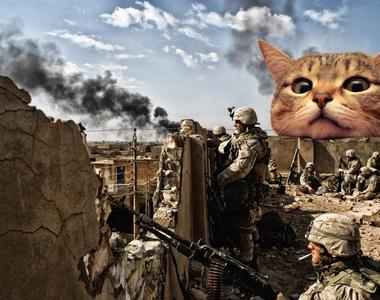 看到舒壓《軍武大貓》如果真的有這麼大隻的貓就好了