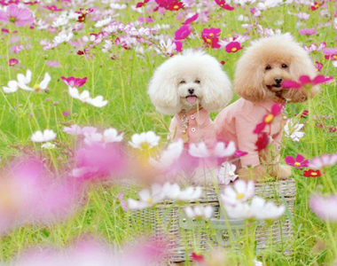 《汪星人攝影師大炎上》為拍狗狗照片踐踏花圃 人家沒品自己也可以跟著沒品嗎……