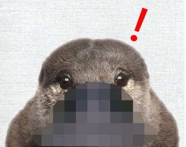 覺得可愛《鴨嘴獸的正面照》嘴巴扁扁的模樣讓網友覺得怎麼這麼像新幹線XD