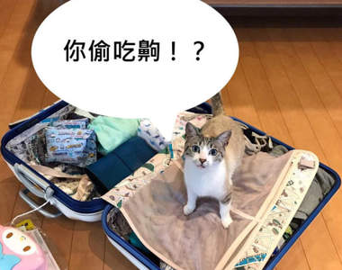 劈腿4不4《懷疑你偷吃的貓》被喵星人這樣盯著還真有點被審問的感覺