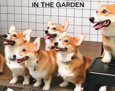 泰國曼谷《柯基咖啡廳》12隻萌犬柯基看著你太可愛啦~
