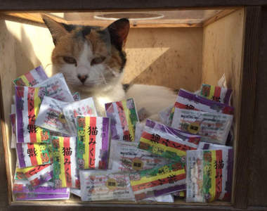 無所不在的貓咪《喵星人入侵神社籤箱》請問抽到這＂貓籤＂是要怎麼解？ww