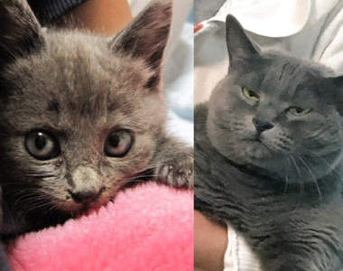 《流浪貓的Before & After》當初又小又可愛的喵，現在竟然變成這副德行ww