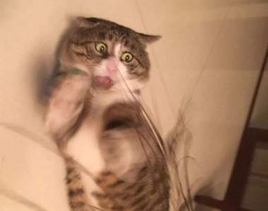 每張照片都是梗圖《反應激烈的貓：阿肥》阿肥的每個反應都是表情包阿w