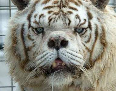 悲慘大貓之死《世界最醜白老虎Kenny》曾悲憤撞牆,全因黑心商人為斂財搞「近親繁殖」