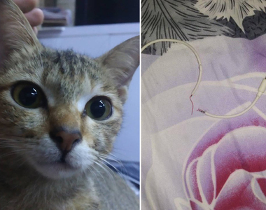 《貓咬斷了耳機線》被罵了一頓後......抓了一條蛇回來賠罪