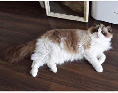 養貓才懂的《貓拖把》對貓奴來說再日常不過的景象，第一次看到還真衝擊ww