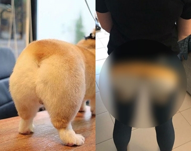 柯基的肥屁屁商機《柯基內搭褲》想要柯基的迷人翹臀？穿上去就對啦～