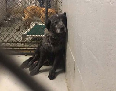 被人類傷得很深的狗狗 但被領養後露出的開心表情讓人心碎