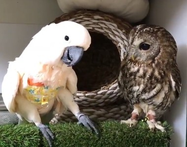 【有片】網路爆紅《推友養的鸚鵡與貓頭鷹》 ㄟㄟ我想跟你做個朋友口以嘛~抓抓