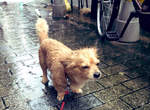 飼主注意《颱風過後不要帶狗散步》即使風雨過去但仍隱藏著這樣的危險...... 飼主注意《颱風過後不要帶狗散步》即使風雨過去但仍隱藏著這樣的危險......