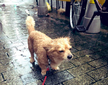 飼主注意《颱風過後不要帶狗散步》即使風雨過去但仍隱藏著這樣的危險......