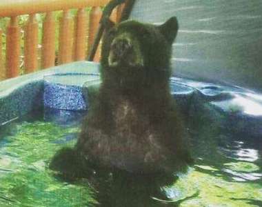 預定森林裡的小木屋《結果有黑熊在泡澡》牠的表情看起來好享受...