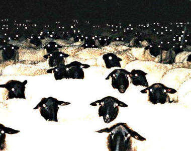 《恐怖羊咩咩眼睛》千萬不要晚上拍照差點被這眼前光景給嚇死