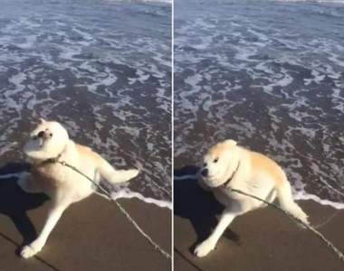 生無可戀的感覺《第一次接觸海的狗》完全可以從毛小孩表情算出心理陰影面積w