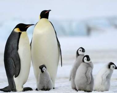 原來企鵝有膝蓋(゚Д゚≡゚Д゚)?《動物冷知識》以後不能再說企鵝是小短腿了w