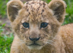 寫實獅子王《辛巴模特兒是她》原來在動物園就可以看到辛巴了 寫實獅子王《辛巴模特兒是她》原來在動物園就可以看到辛巴了