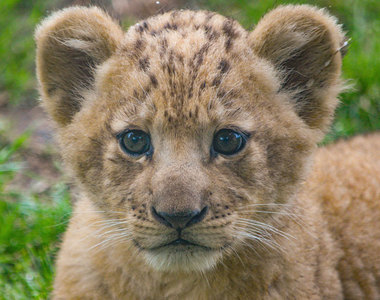 寫實獅子王《辛巴模特兒是她》原來在動物園就可以看到辛巴了