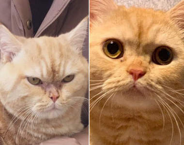 《被疼愛一年之後貓的變化》聽說女人被愛就會容光煥發，其實毛小孩也會喔(✪ฺܫ✪ฺ)