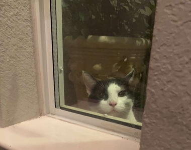 四腳跟蹤狂奇遇記《努力搬進我家的貓》結果明明自己有個家是怎麼回事？