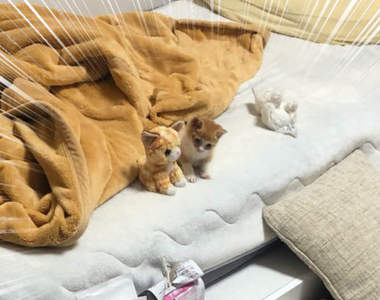 超揪心《小貓與貓玩偶》撿回家的流浪貓窩在絨毛娃娃身邊的可愛模樣引發瘋傳...