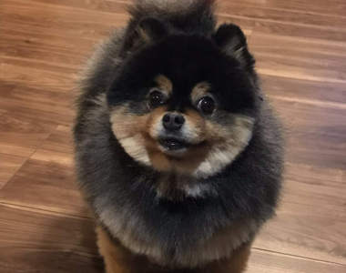 狗主淚笑《被誤認成其他動物的狗狗》路人:「那不是狸貓嗎」...ww