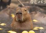 《水豚溫泉》那須動物王國的水豚君洗溫泉超療癒 《水豚溫泉》那須動物王國的水豚君洗溫泉超療癒