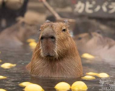 《水豚溫泉》那須動物王國的水豚君洗溫泉超療癒