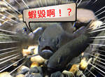 讓我看看你的臉《魚類正面愛好會》有些魚看起來超凶感覺就像是在海裡做兄dei一樣 讓我看看你的臉《魚類正面愛好會》有些魚看起來超凶感覺就像是在海裡做兄dei一樣