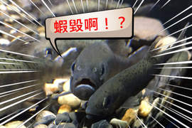 讓我看看你的臉《魚類正面愛好會》有些魚看起來超凶感覺就像是在海裡做兄dei一樣 讓我看看你的臉《魚類正面愛好會》有些魚看起來超凶感覺就像是在海裡做兄dei一樣