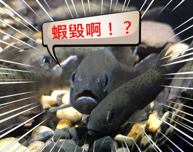 讓我看看你的臉《魚類正面愛好會》有些魚看起來超凶感覺就像是在海裡做兄dei一樣