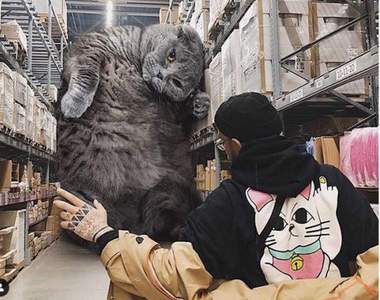 俄羅斯藝術家創作《喵的巨大化P圖》好可愛讓人超嚮往的世界觀