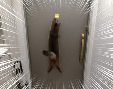 《貓與便利貼的戰爭》區區一張便利貼就能讓喵如此瘋狂，那還需要逗貓棒嗎？ww