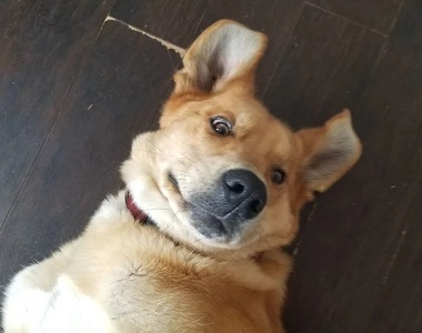 早上發現《我家的狗竟然收了熊的賄賂》為了一塊骨頭把院子給賣了...