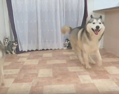 《傻月月第一次看到小孩們》興奮得跳跳跳 媽媽表情好無奈啊w