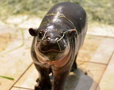超珍貴保育類《侏儒河馬寶寶》臉上總是黏著草的呆萌模樣讓推民都崩潰❤