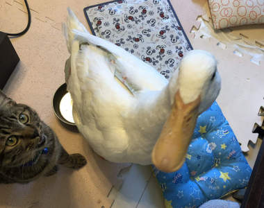 喵的不公平《鴨子跟貓一起吃飯的結果》來人～快把這暴徒架開啊啊啊...