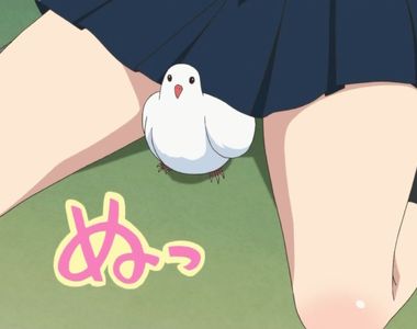 《歐巴桑亂餵鴿子和貓咪》鄰居被大便臭昏無法管 花錢照顧流浪動物反而應該感謝她？