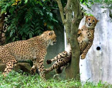 還記得《被樹夾住的豹》嗎?不到一個月牠又被「夾」住了w