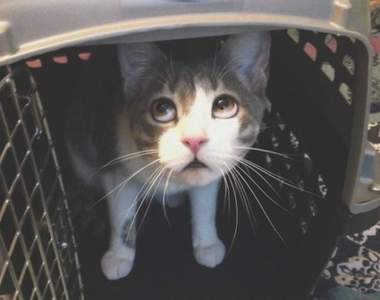 《在獸醫院躲貓貓的貓》讓飼主不得不在醫院玩大家來找碴找牠們w