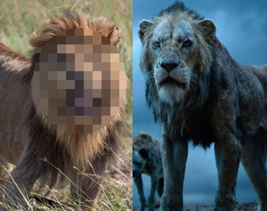 非洲發現《真實版刀疤》超霸氣獨眼獅 根本應該找他演獅子王啊