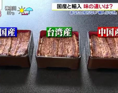《你不知道的鰻魚祕密》日本台灣中國的鰻魚比一比 記者盲測試吃的結果……