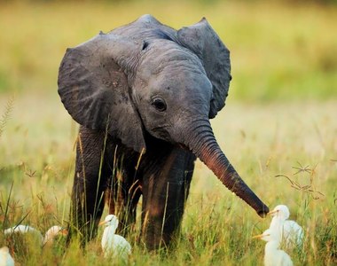 你知道嗎?《大象》覺得人類很「可愛」,科學家:就像人們被可愛小狗狗萌到時的感覺一樣