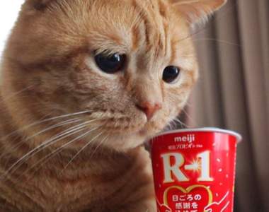 《想吃又怕胖的貓》這表情根本就是減肥時期的我們啊w