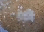 【有片】密集恐懼症慎入《卷貝吃死魚的畫面》宛如墳墓爬出來的喪屍... 【有片】密集恐懼症慎入《卷貝吃死魚的畫面》宛如墳墓爬出來的喪屍...