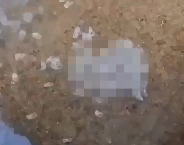 【有片】密集恐懼症慎入《卷貝吃死魚的畫面》宛如墳墓爬出來的喪屍...