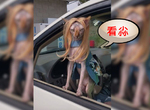 2019年4月《推特上的人氣貓推文》看什麼是沒看過壞人喔ಠﭛಠ 2019年4月《推特上的人氣貓推文》看什麼是沒看過壞人喔ಠﭛಠ