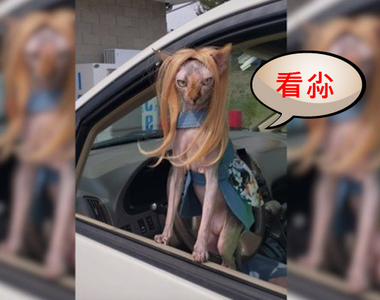 2019年4月《推特上的人氣貓推文》看什麼是沒看過壞人喔ಠﭛಠ